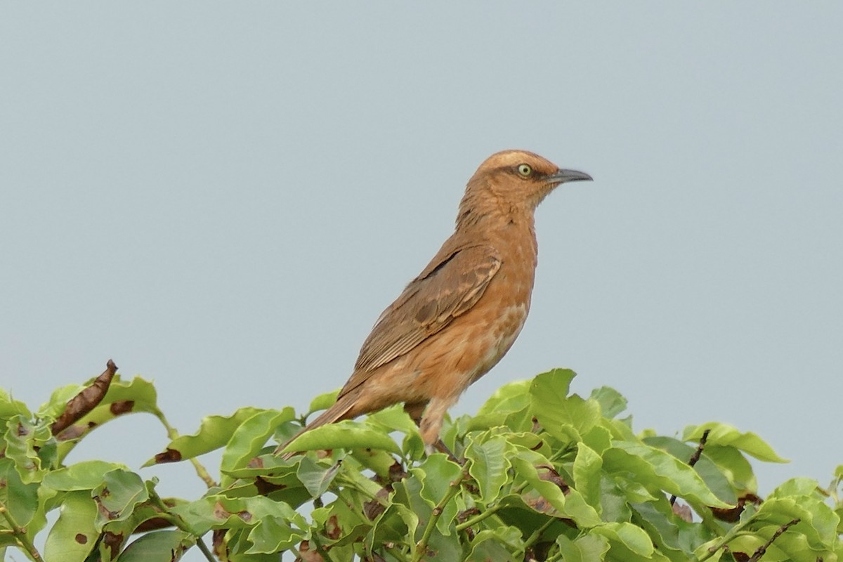 Chalk-browed Mockingbird - ML404790301