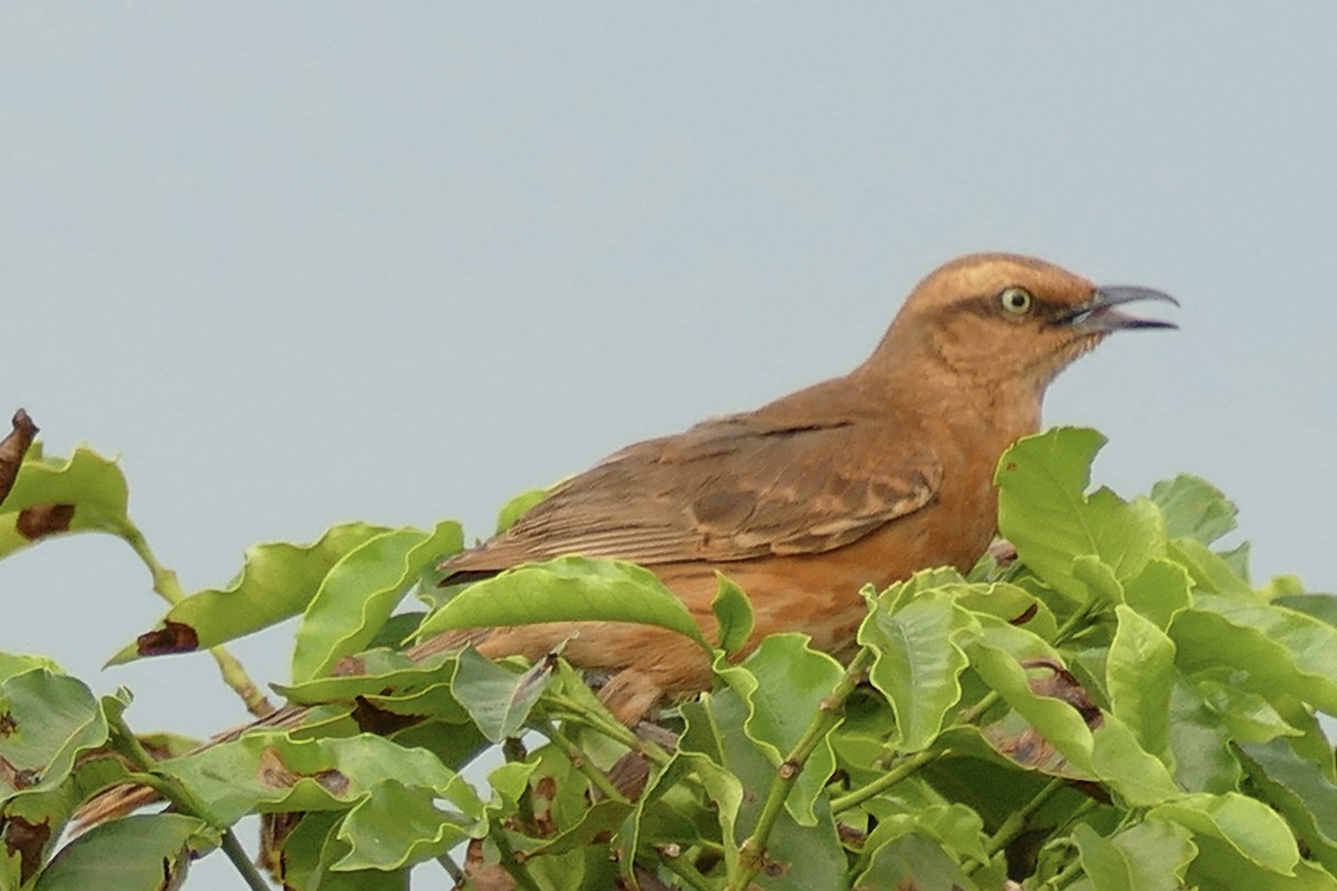 Chalk-browed Mockingbird - ML404790311