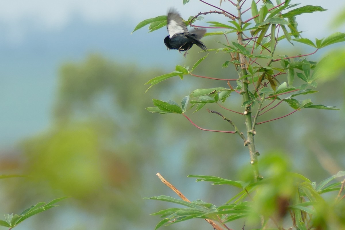 Blue-black Grassquit - ML404790541