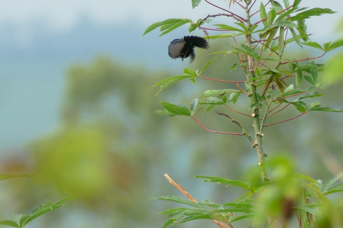 Blue-black Grassquit - ML404790551
