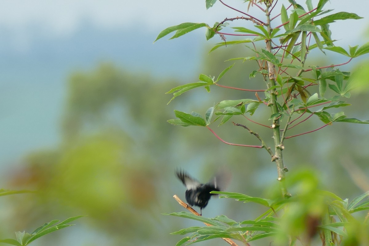 Blue-black Grassquit - ML404790571
