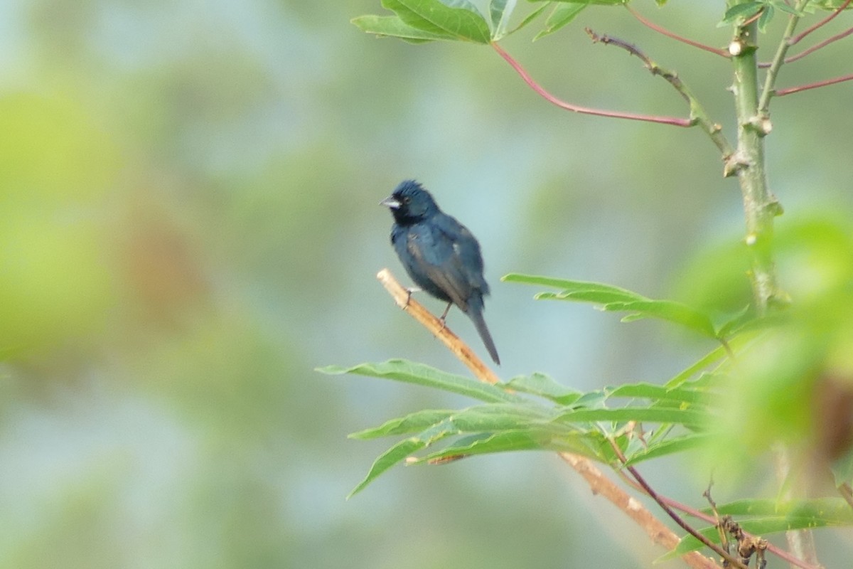 Blue-black Grassquit - ML404790591