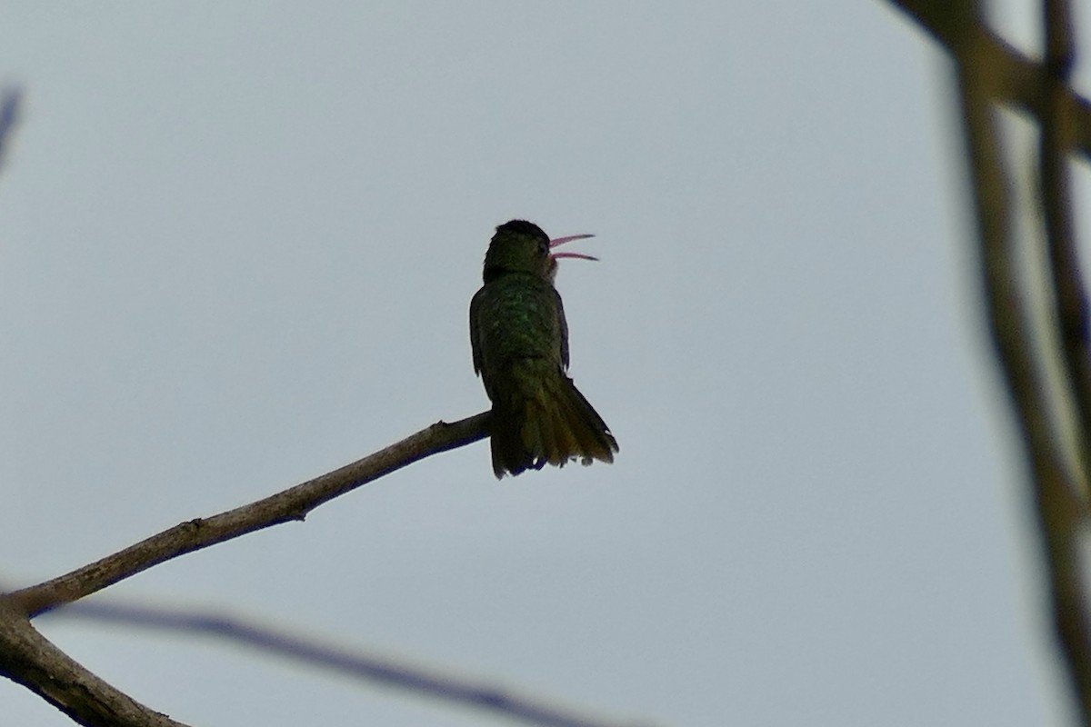 Gilded Hummingbird - ML404790701