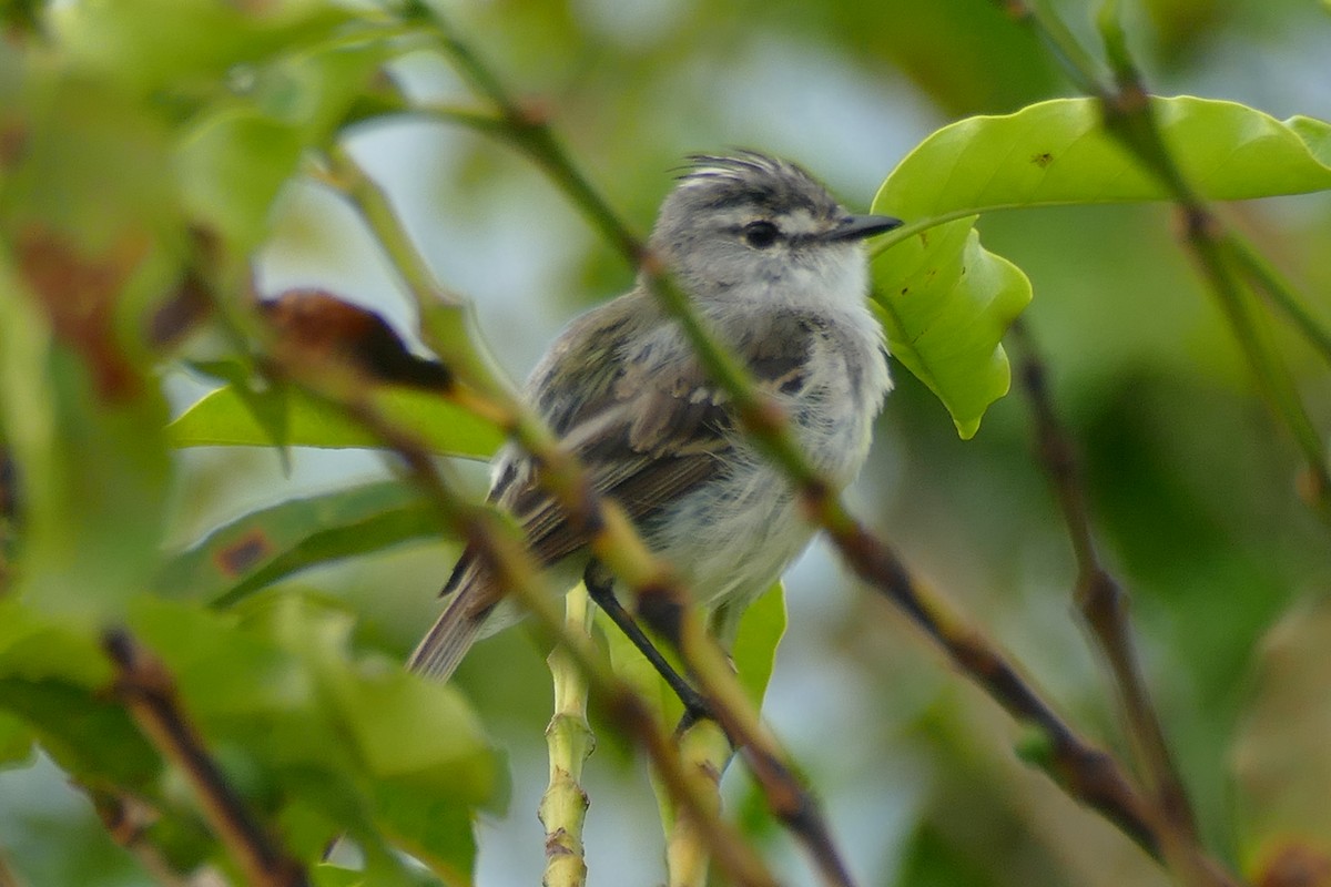 White-crested Tyrannulet (Sulphur-bellied) - ML404790841