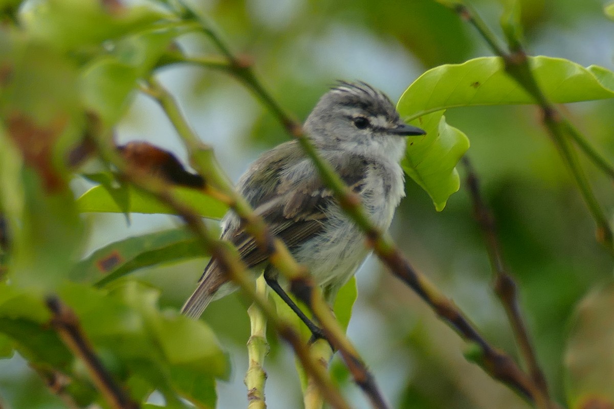 White-crested Tyrannulet (Sulphur-bellied) - ML404790851