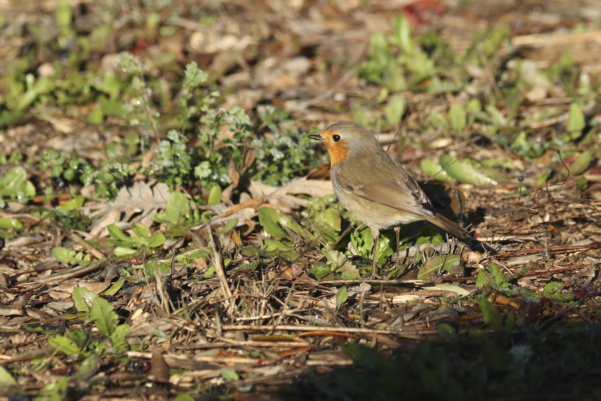 European Robin - ML404791361