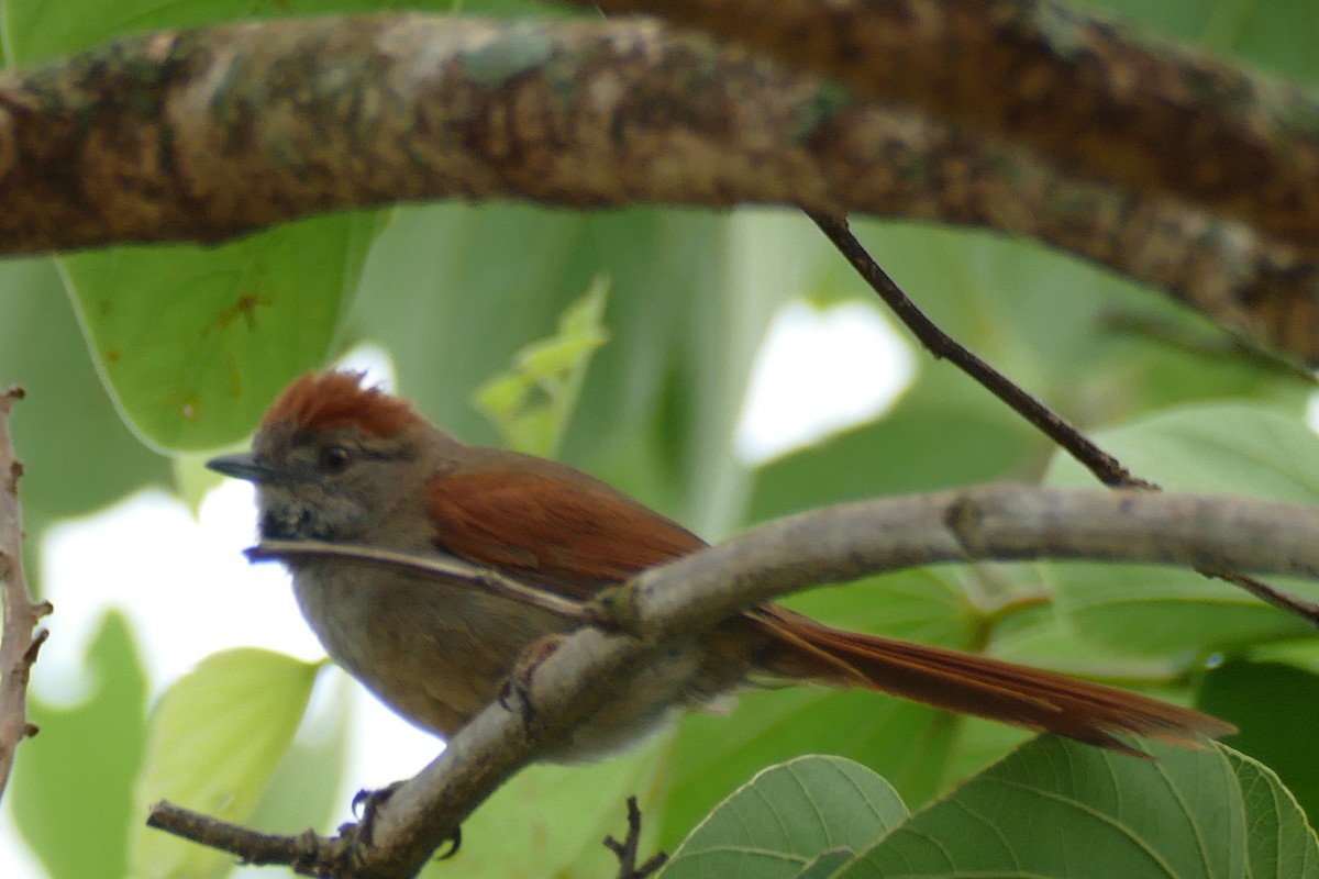 Sooty-fronted Spinetail - ML404791631