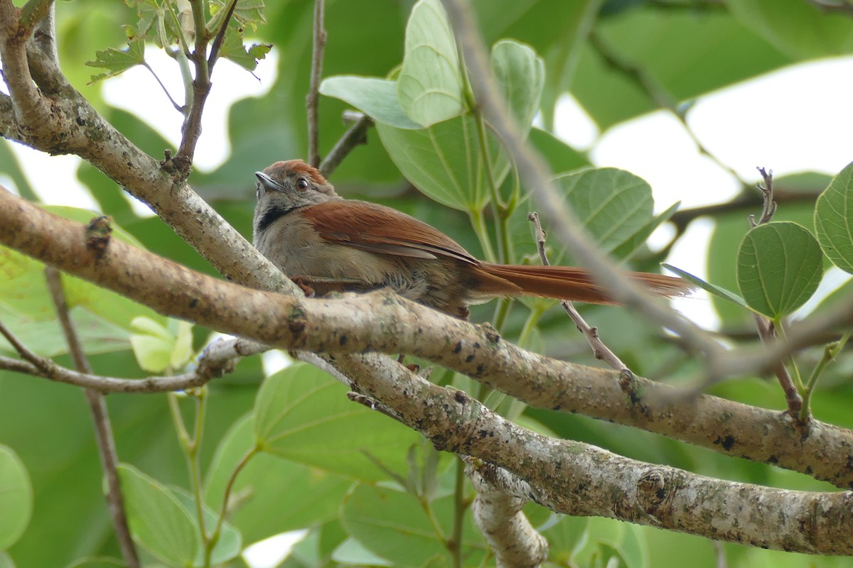 Sooty-fronted Spinetail - ML404791641