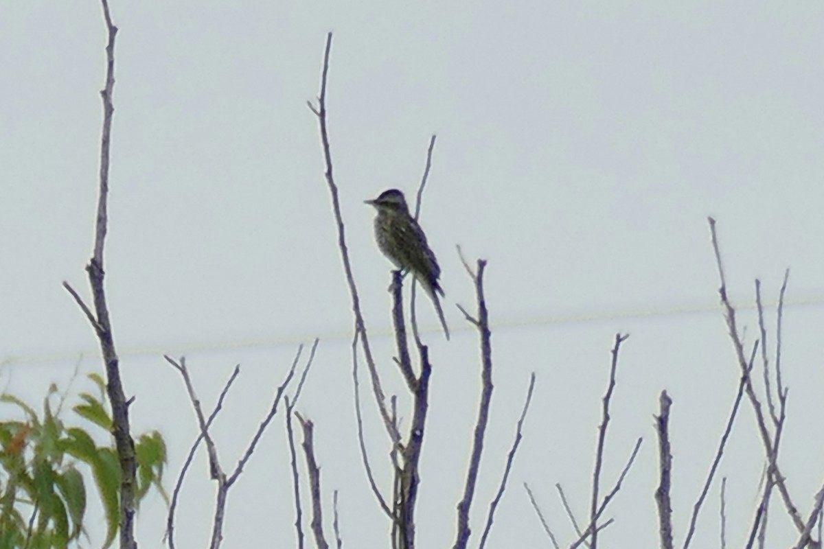 Variegated Flycatcher - ML404791731