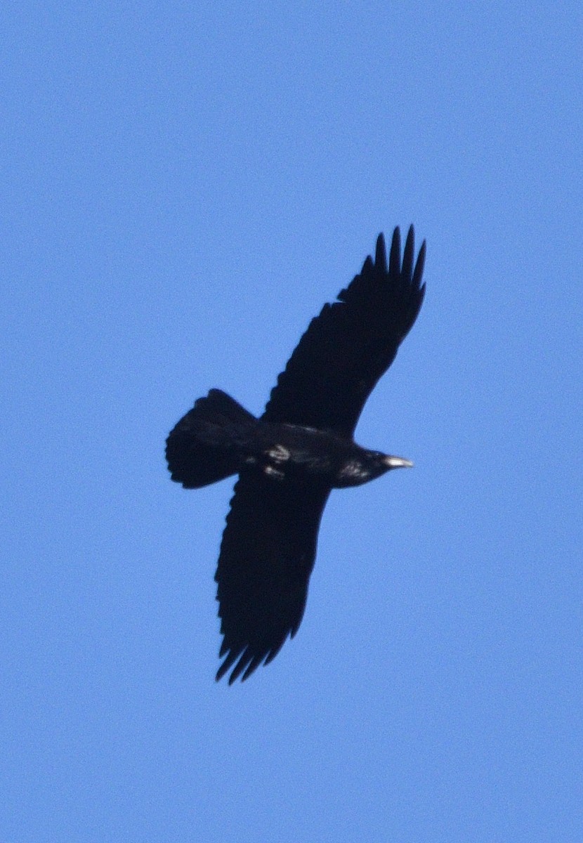 Common Raven - ML404791821