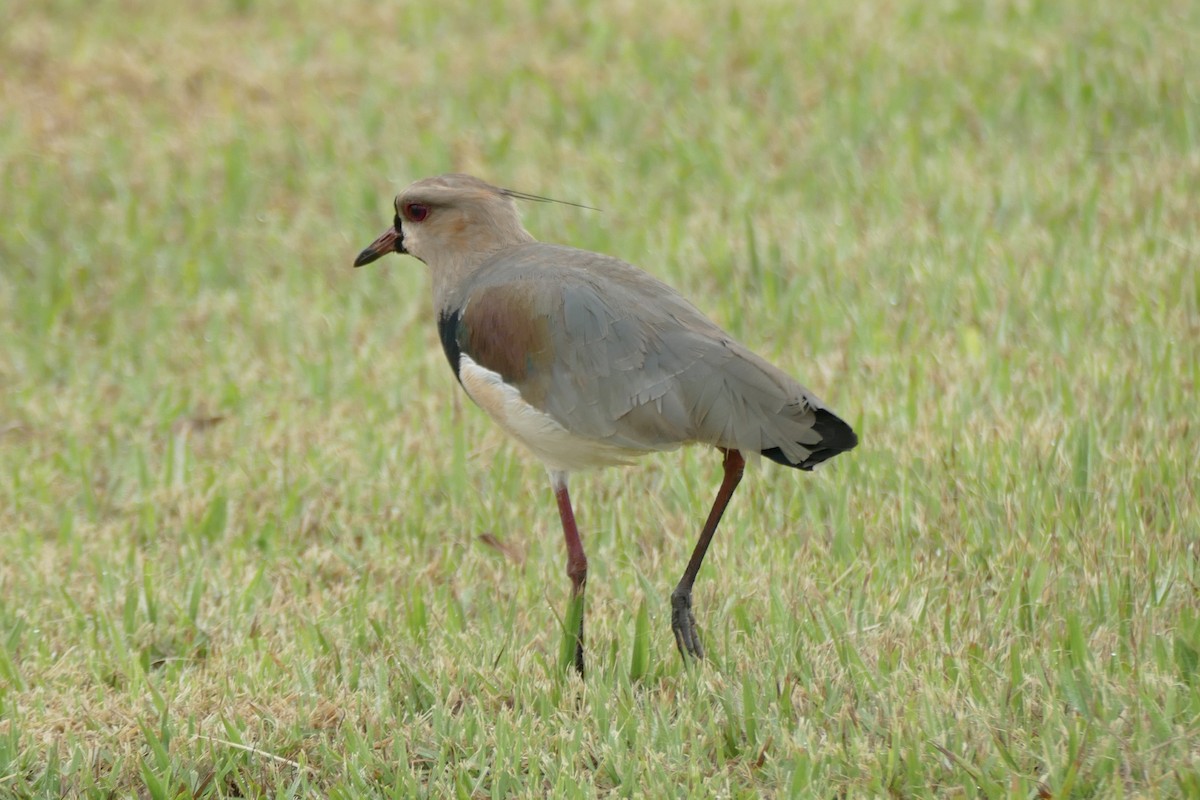 Southern Lapwing - ML404792541