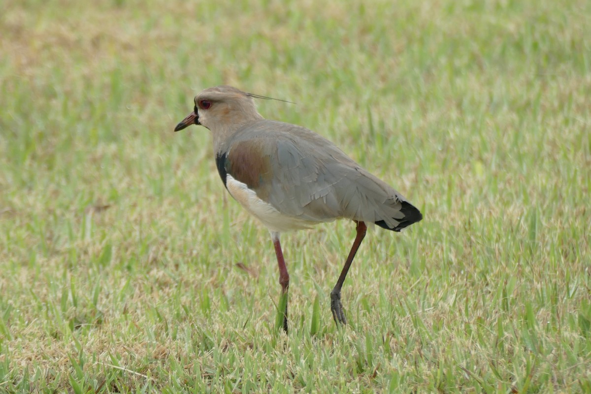 Southern Lapwing - Peter Kaestner