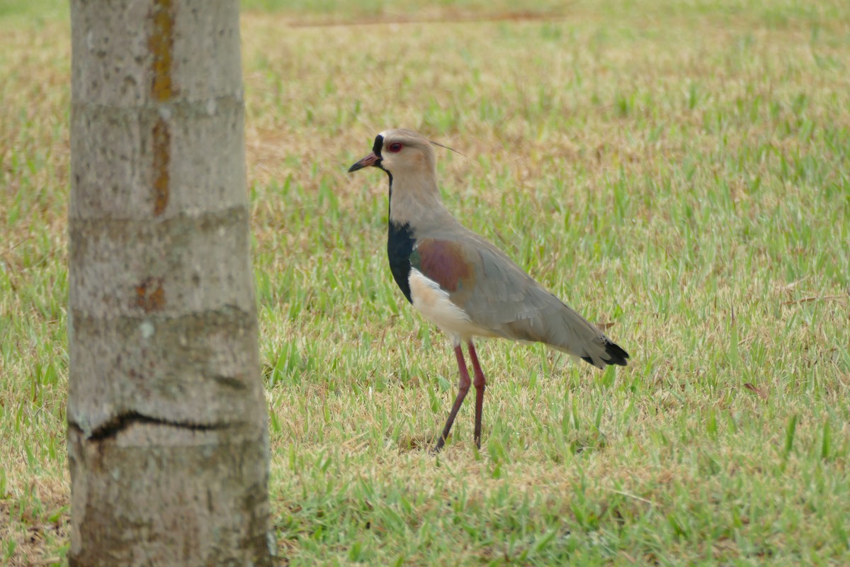 Southern Lapwing - ML404792571