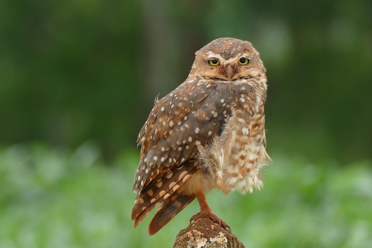 Burrowing Owl - ML404792781