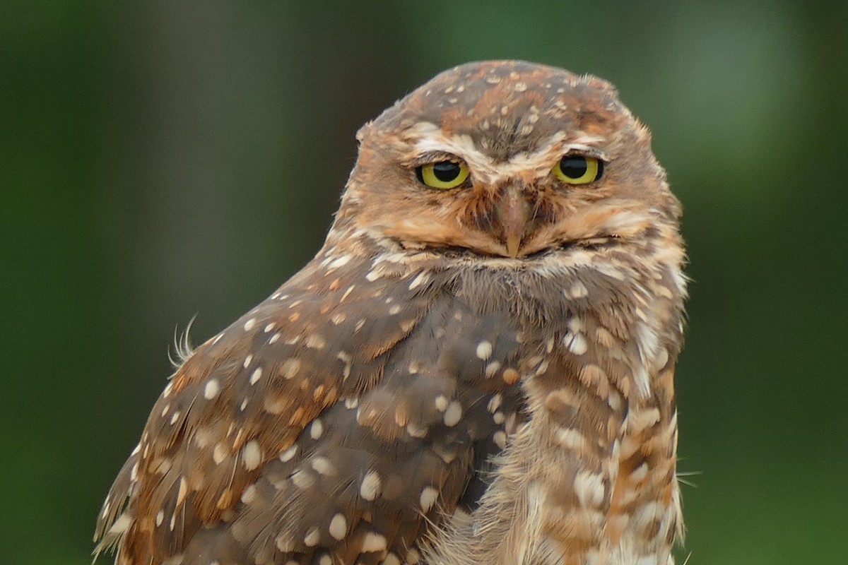 Burrowing Owl - ML404792791