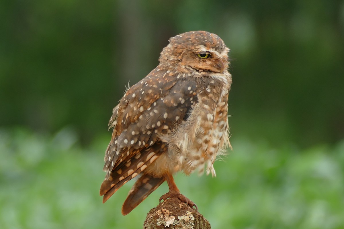 Burrowing Owl - ML404792801