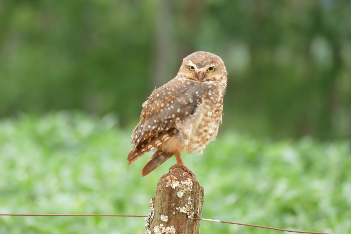 Burrowing Owl - ML404792811