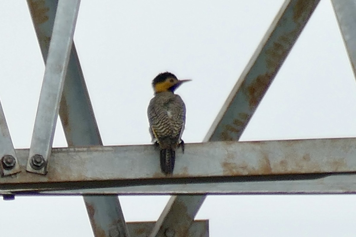 Campo Flicker - ML404792901