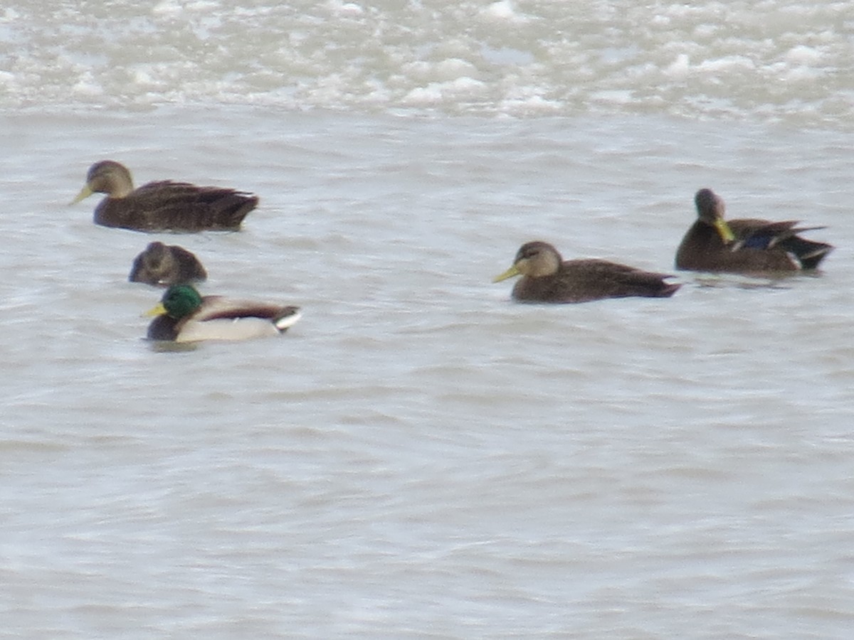 American Black Duck - ML404793021