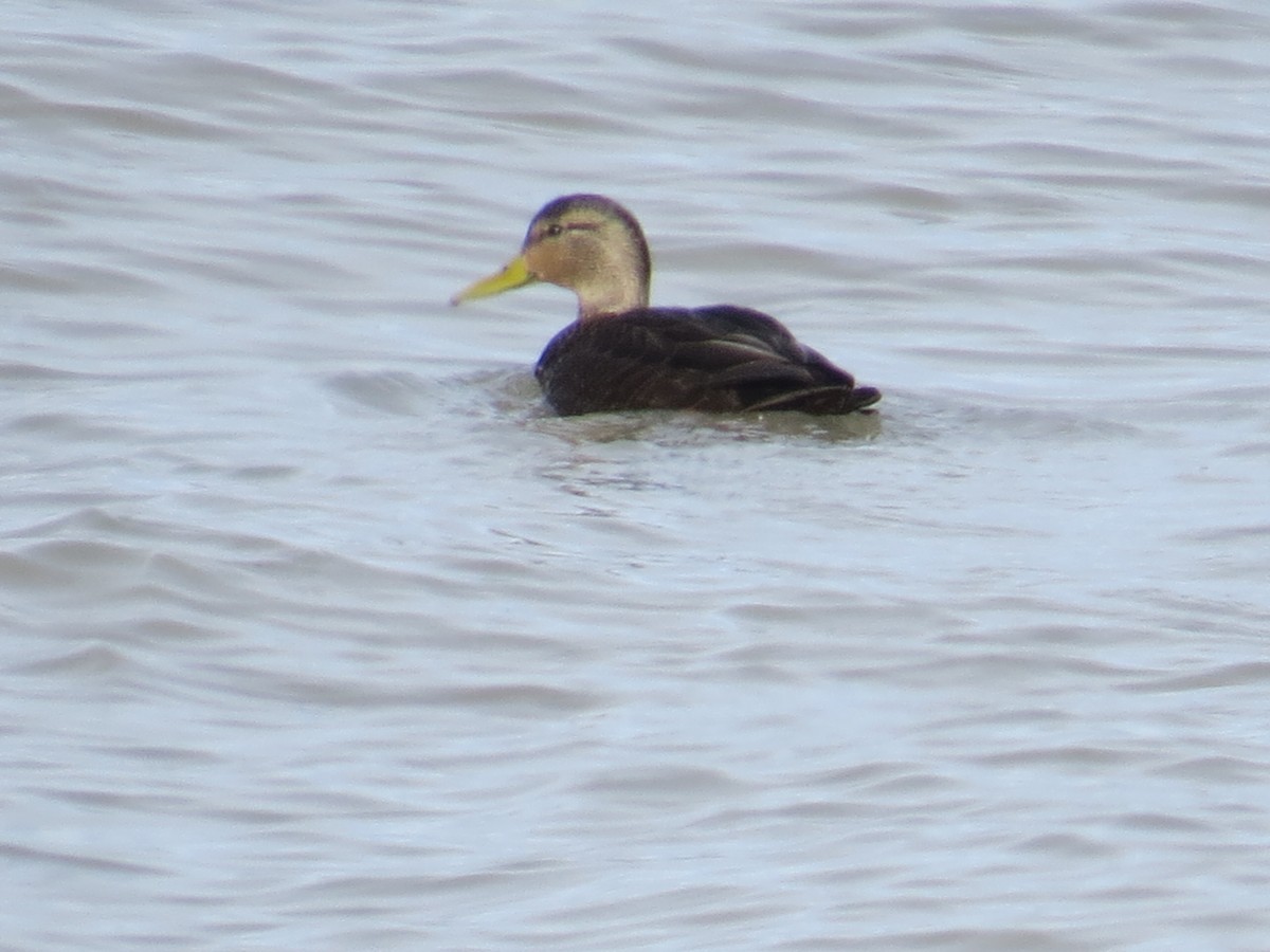 American Black Duck - ML404793121