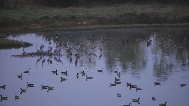 Sandhill Crane - ML404795611