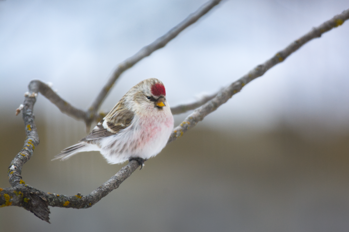 Redpoll (Hoary) - ML404797071