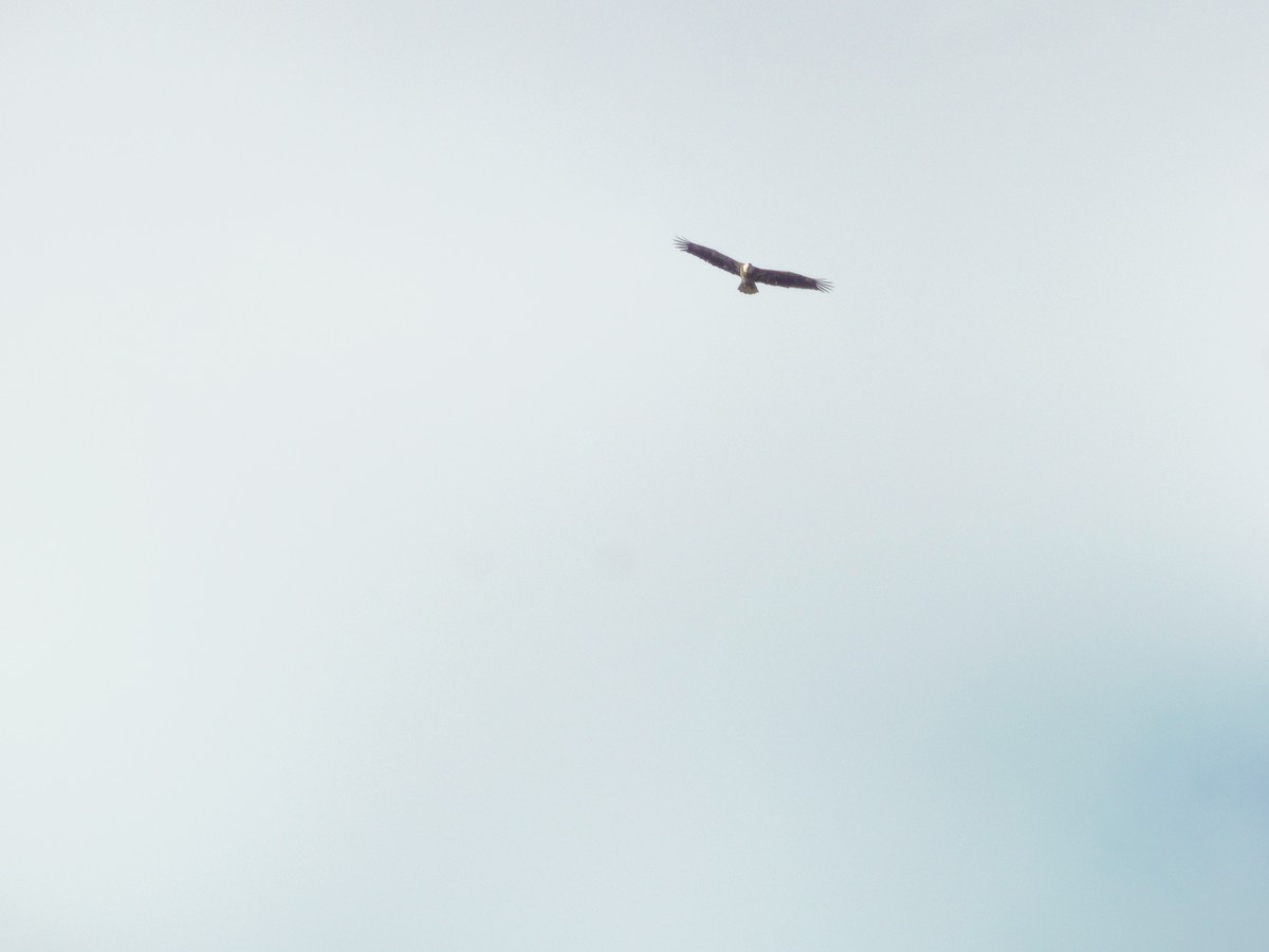 Bald Eagle - Betty Holcomb