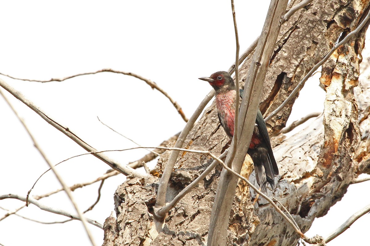 Lewis's Woodpecker - Alan & Donna  McKenzie