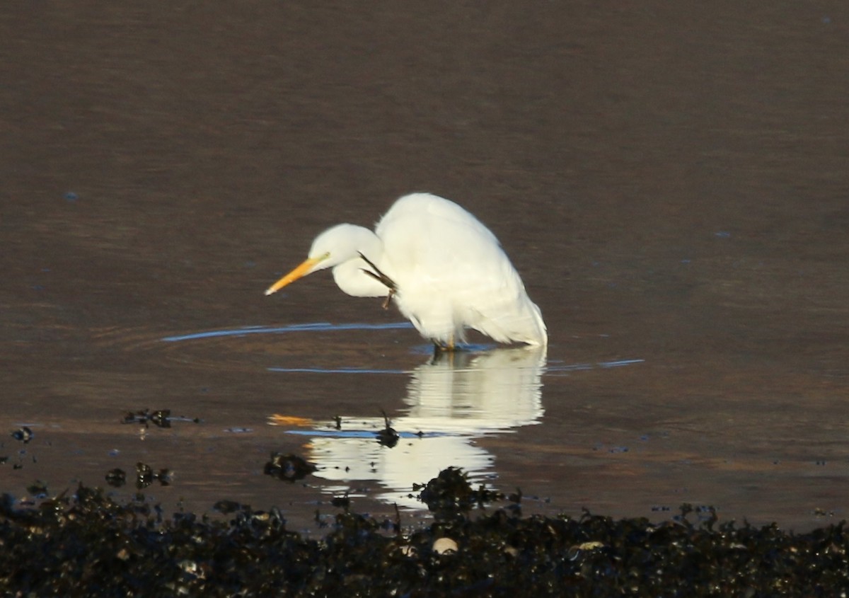 Great Egret - ML40480041