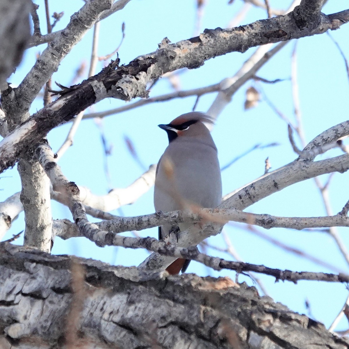 Bohemian Waxwing - ML404800411