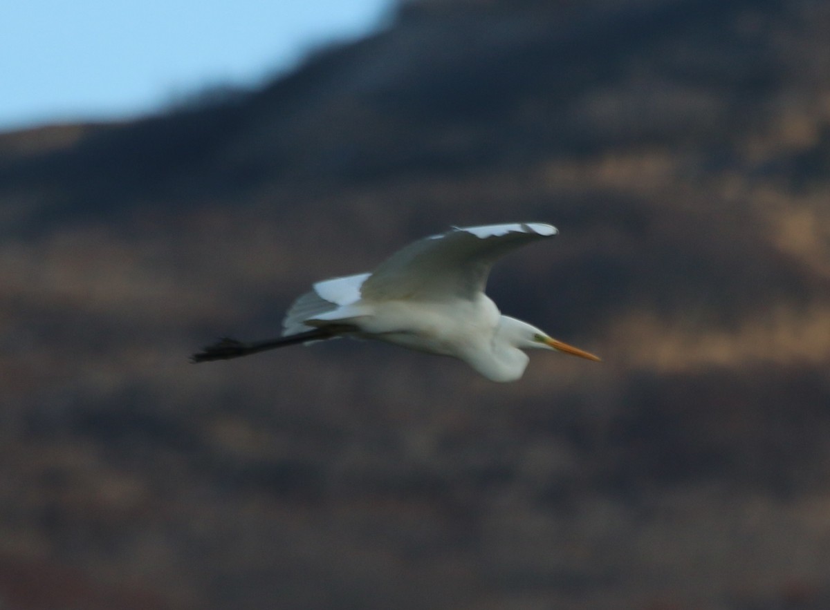 Great Egret - ML40480071