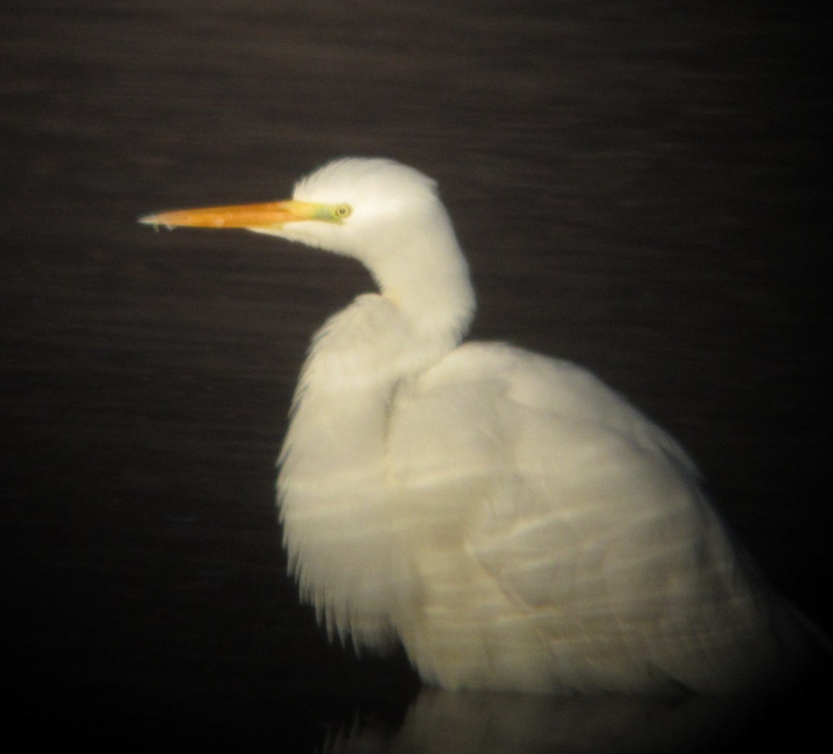 Great Egret - ML40480081