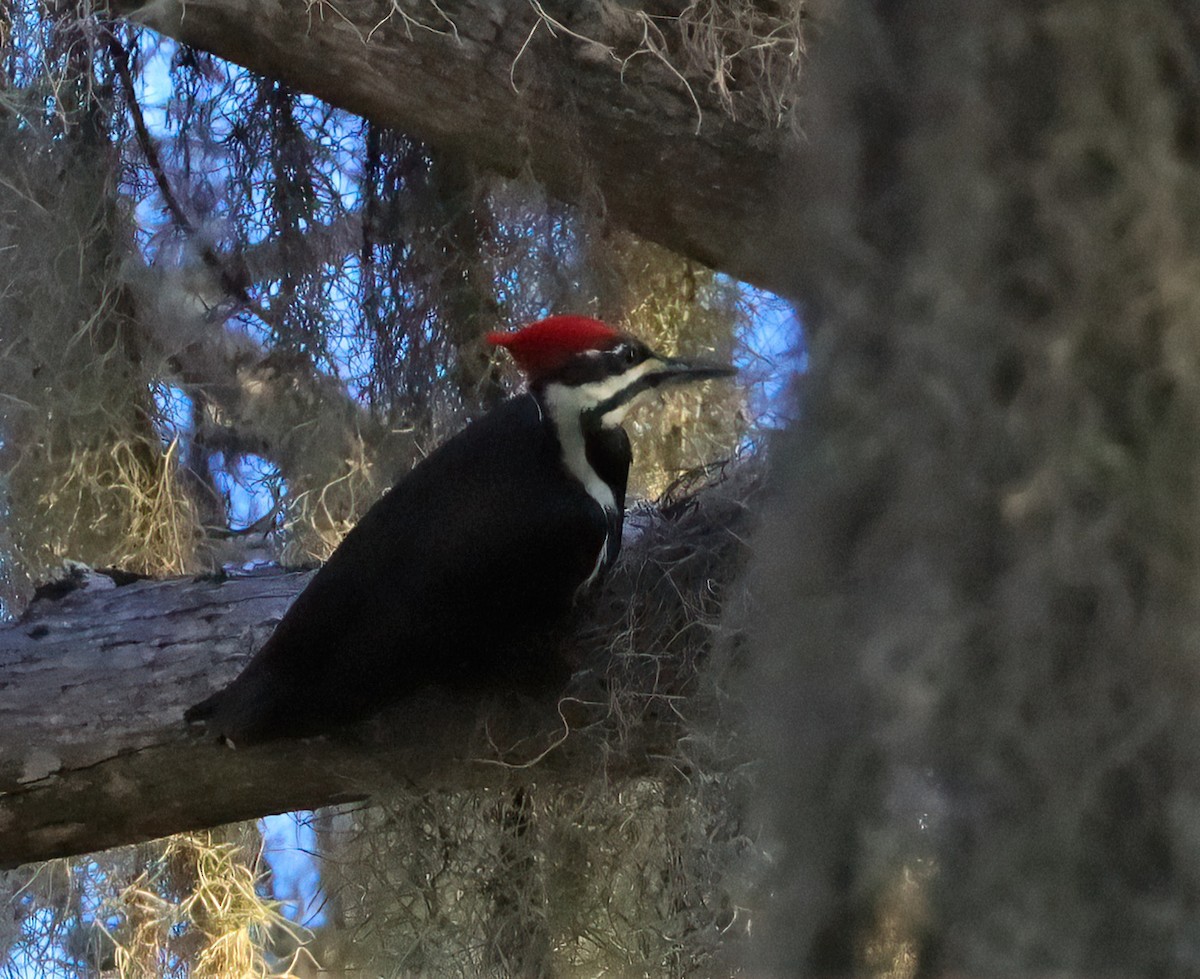 Pileated Woodpecker - ML404801111