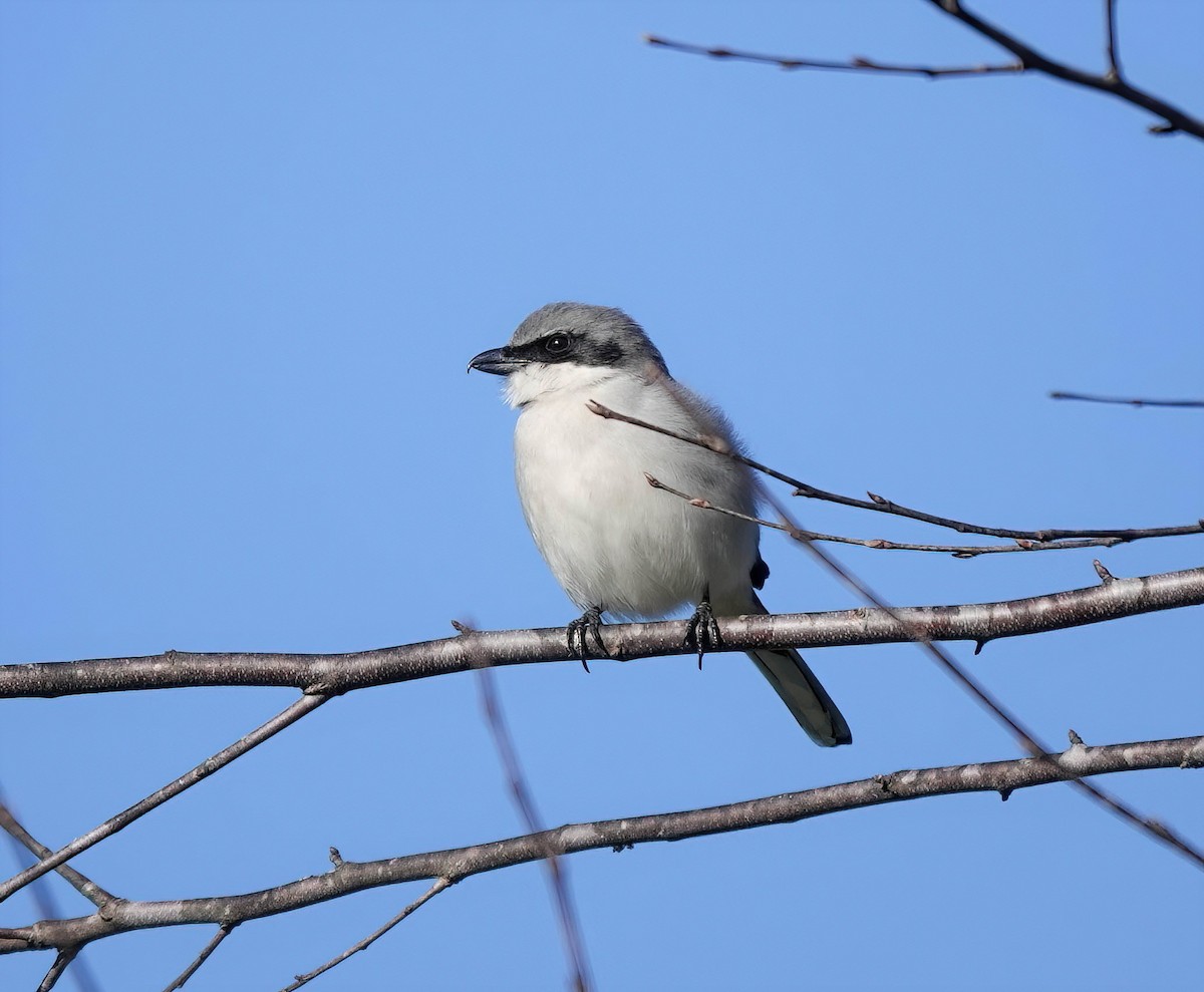 Pie-grièche migratrice - ML404801521