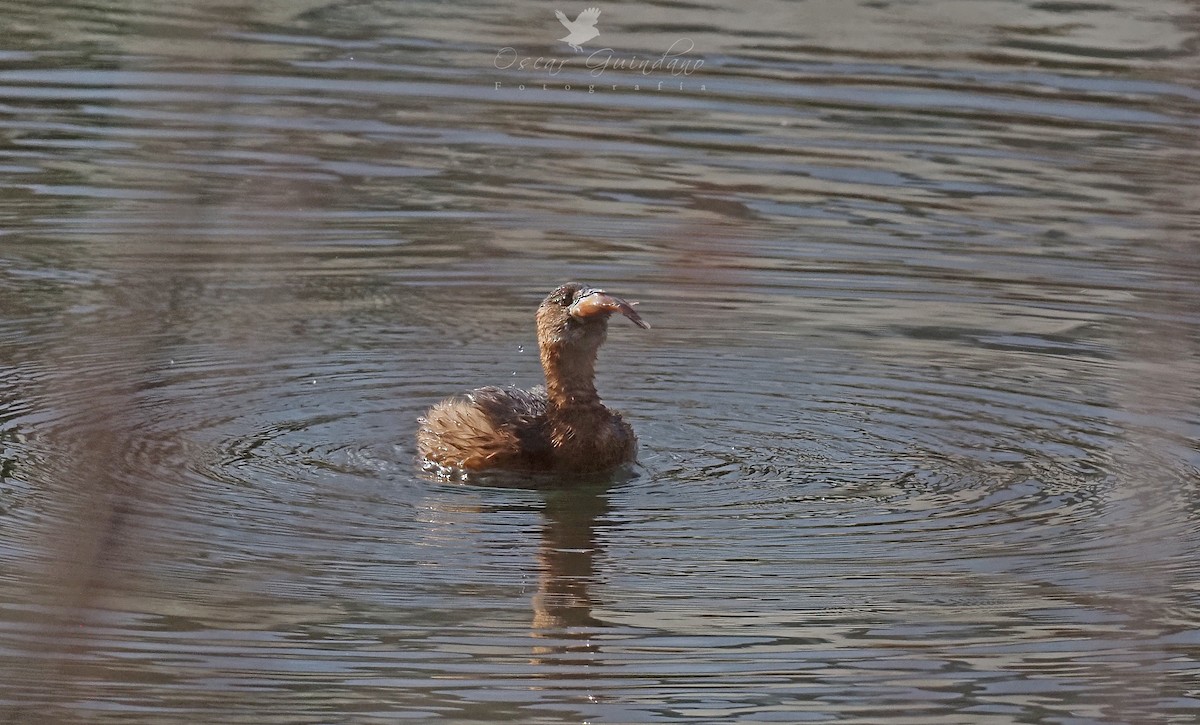 Little Grebe - ML404802561