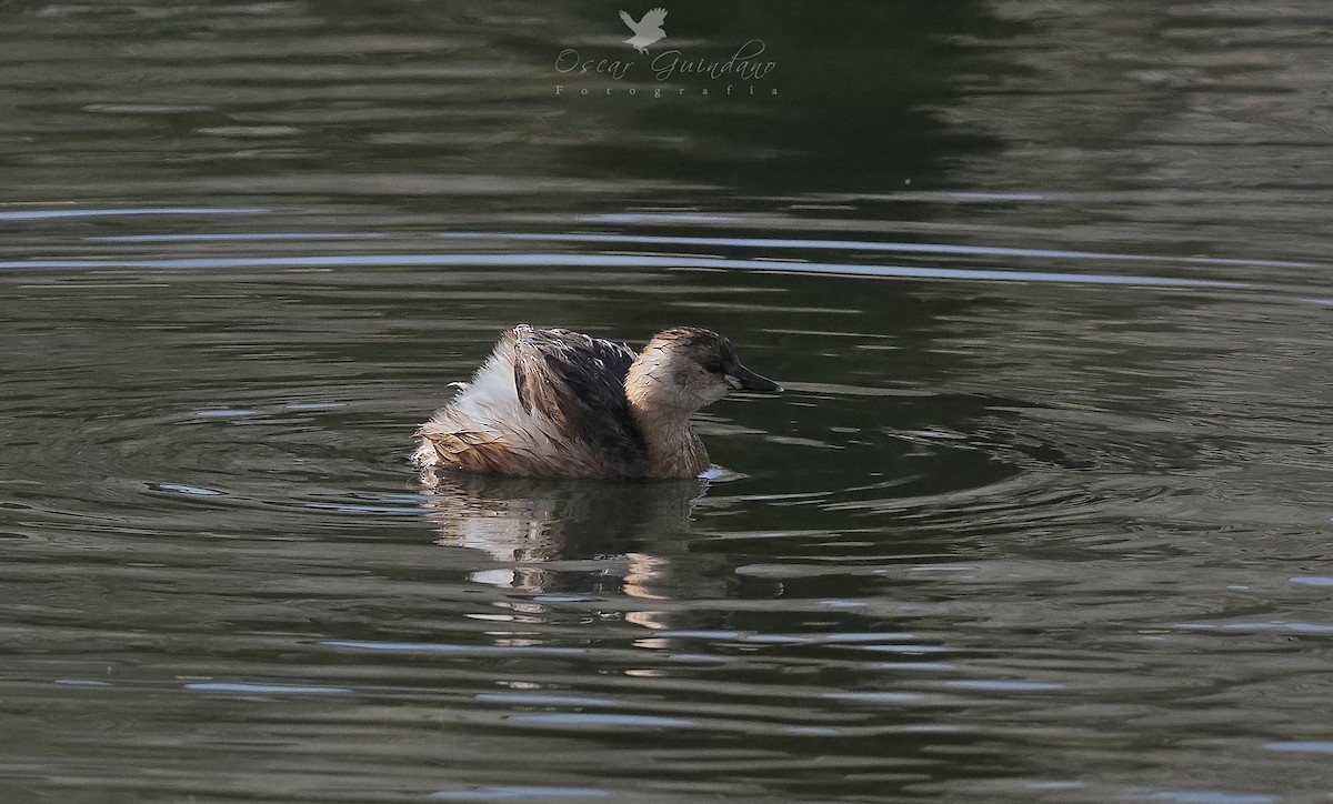 Little Grebe - ML404802631