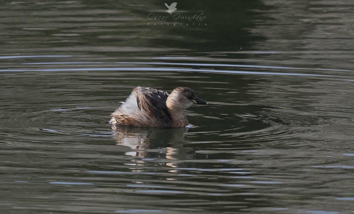 Little Grebe - Anonymous