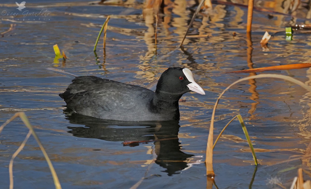 Eurasian Coot - ML404802721