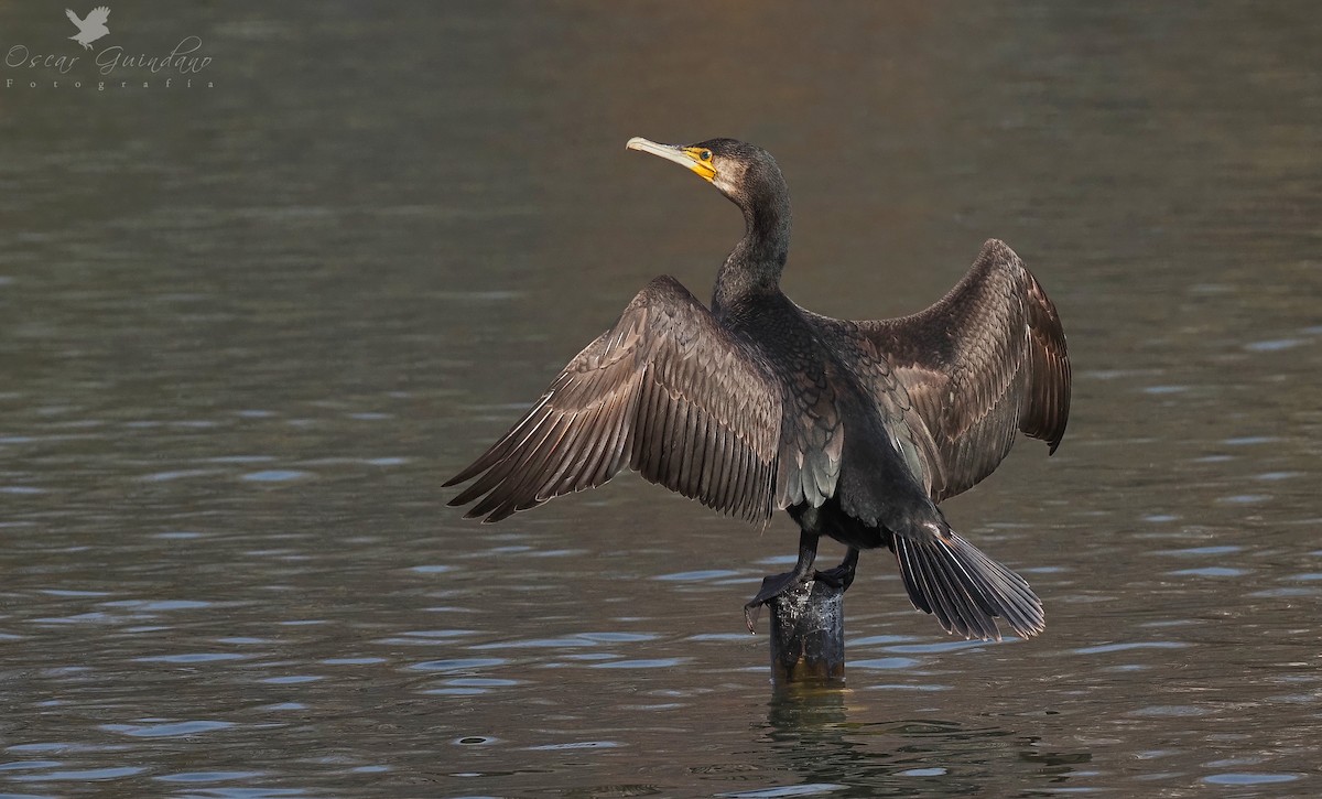 Great Cormorant - ML404802771