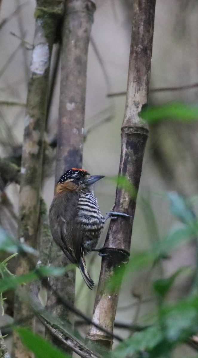 Ochre-collared Piculet - ML404806031