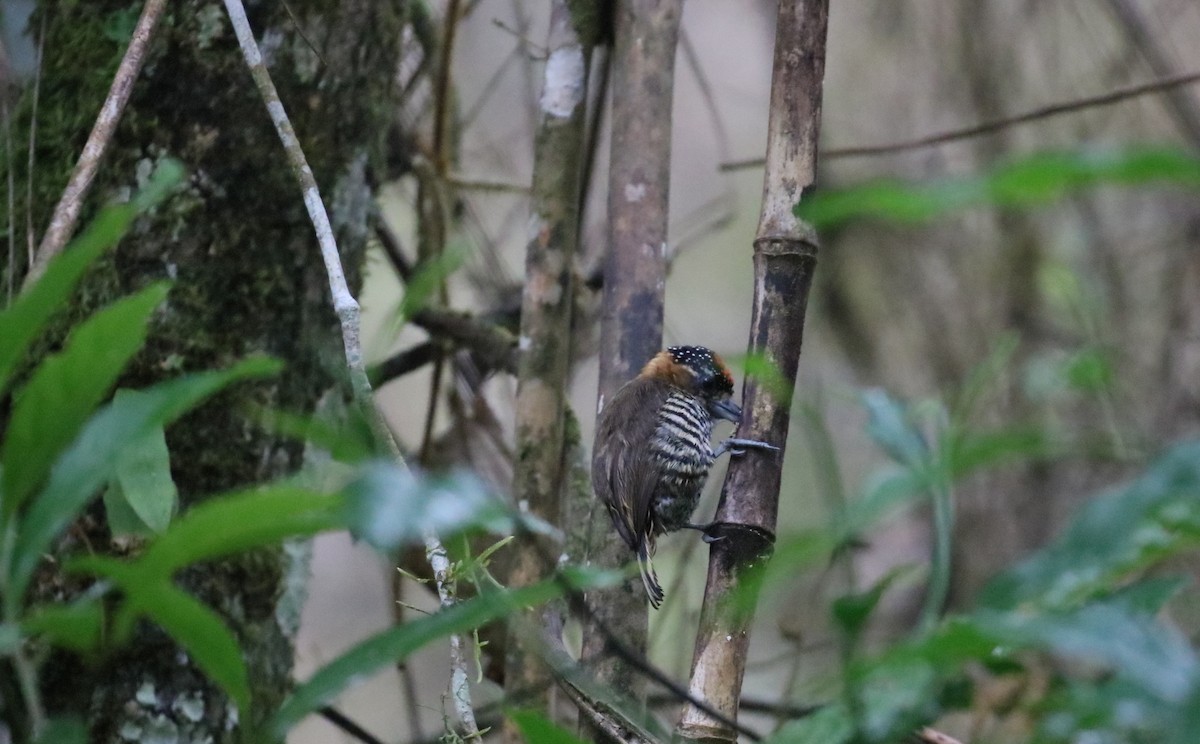 Ochre-collared Piculet - ML404806041