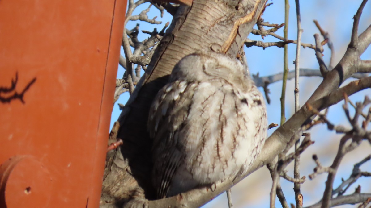 Eastern Screech-Owl - ML404806581