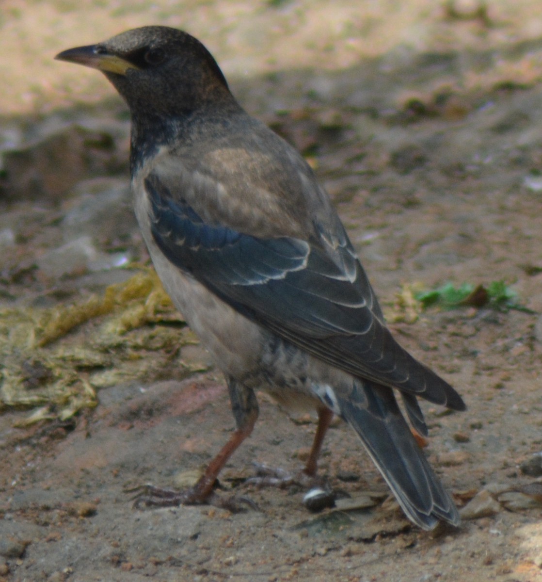 Rosy Starling - AM AMSA