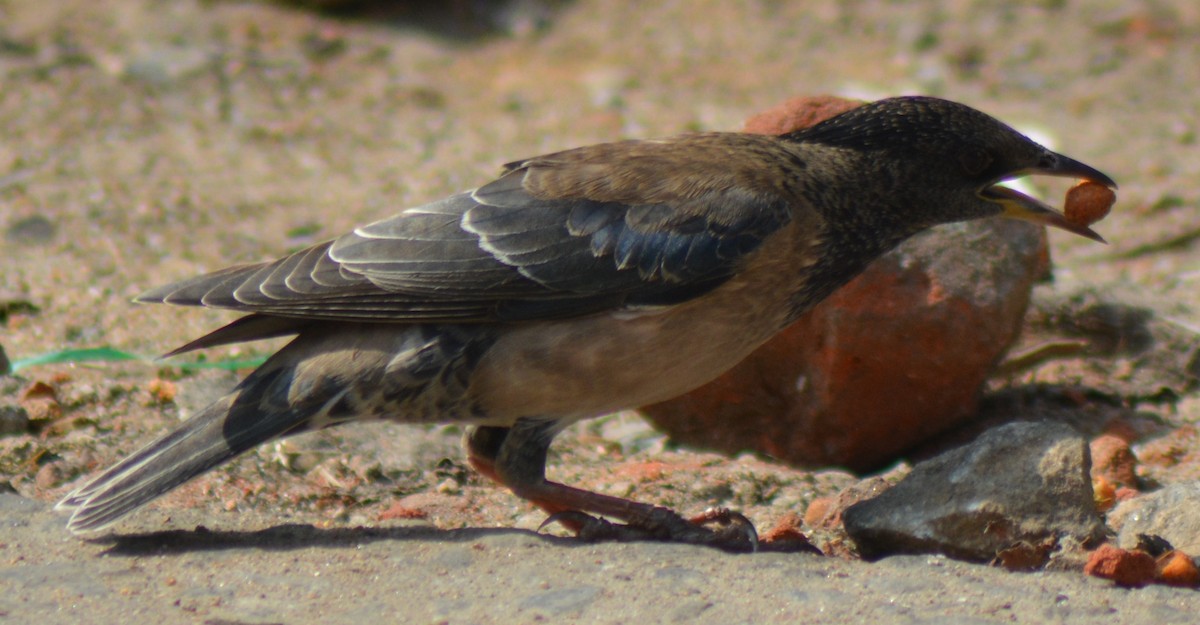 Rosy Starling - AM AMSA