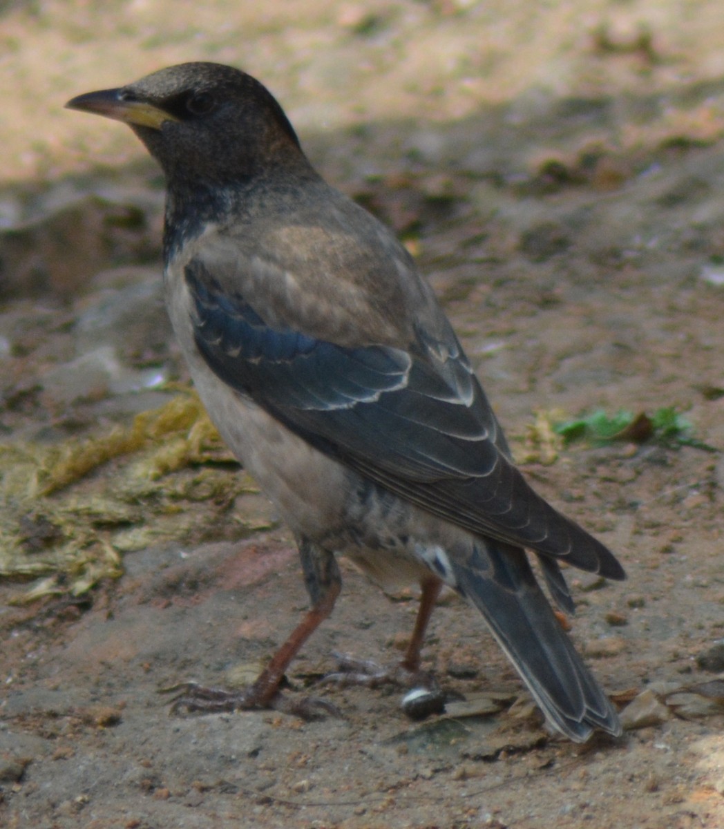 Rosy Starling - ML404807531