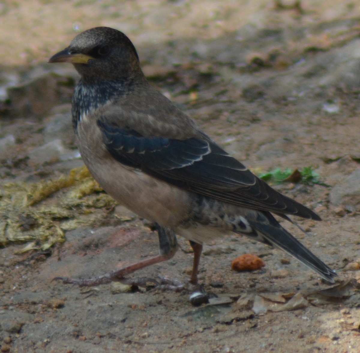 Rosy Starling - AM AMSA