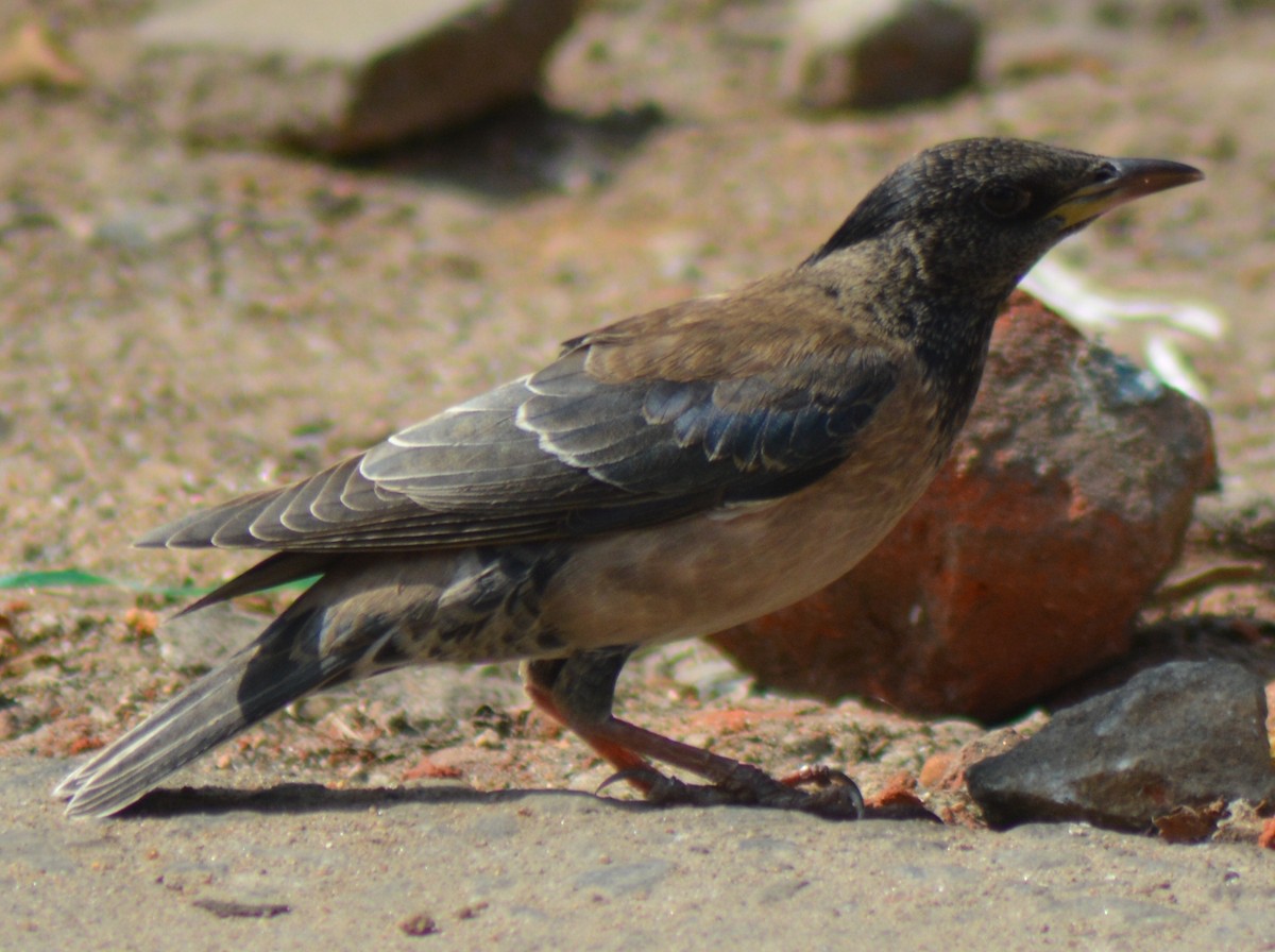 Rosy Starling - AM AMSA