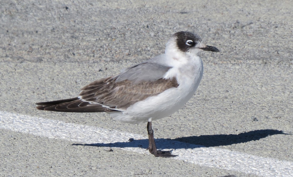 Franklin's Gull - Brian Johnston