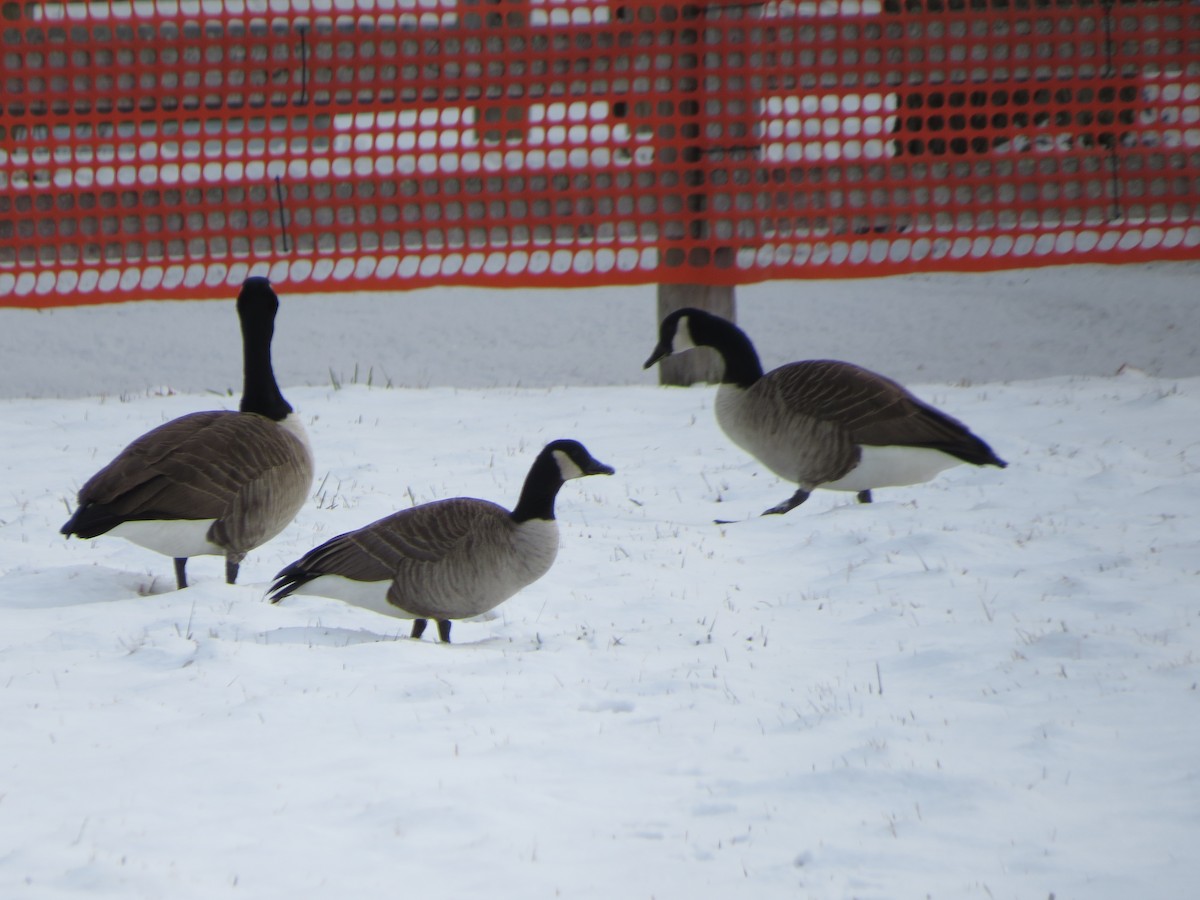 Cackling Goose (Richardson's) - ML404808731