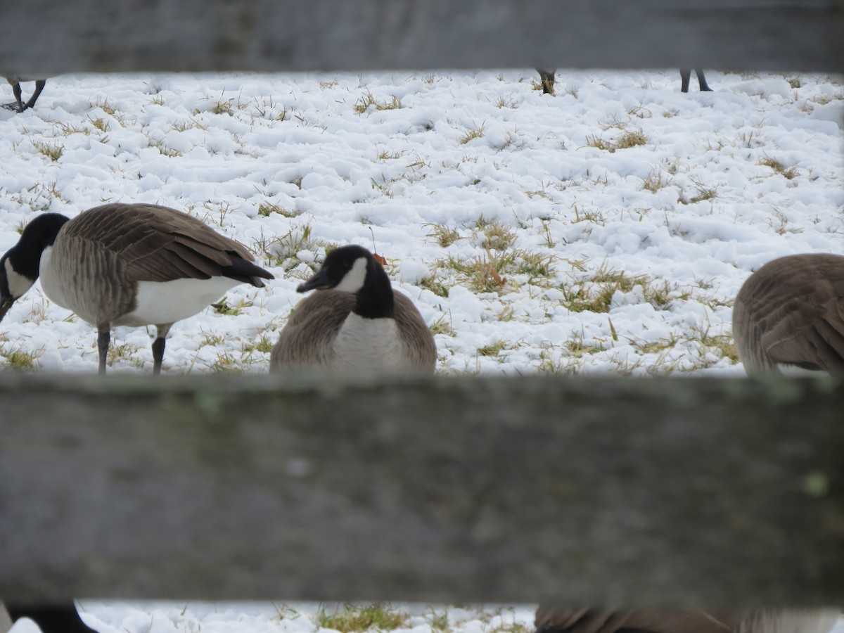 Cackling Goose (Richardson's) - ML404808921